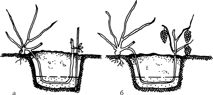 Иллюстрация к книге — Большая энциклопедия виноградаря [_54.jpg]