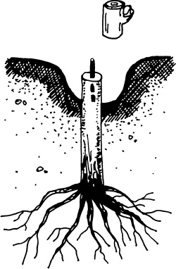 Иллюстрация к книге — Большая энциклопедия виноградаря [_72.jpg]