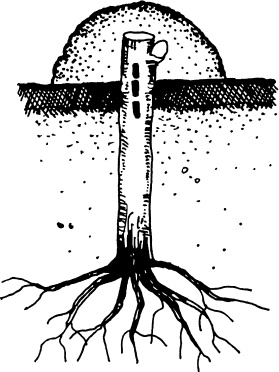 Иллюстрация к книге — Большая энциклопедия виноградаря [_73.jpg]