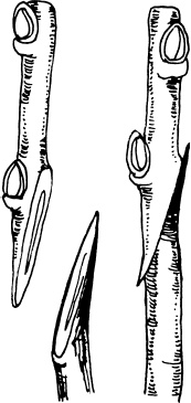 Иллюстрация к книге — Большая энциклопедия виноградаря [_74.jpg]