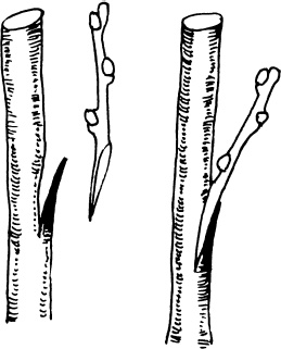 Иллюстрация к книге — Большая энциклопедия виноградаря [_76.jpg]