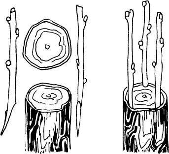 Иллюстрация к книге — Большая энциклопедия виноградаря [_79.jpg]