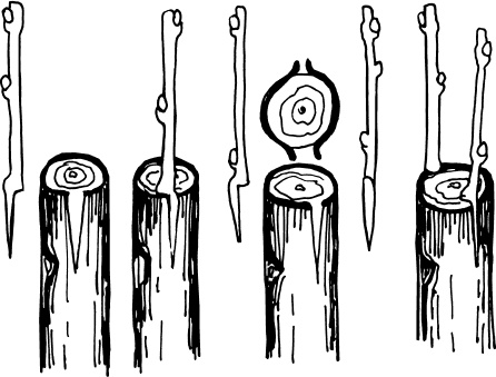 Иллюстрация к книге — Большая энциклопедия виноградаря [_82.jpg]