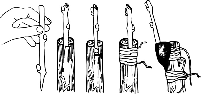 Иллюстрация к книге — Большая энциклопедия виноградаря [_83.jpg]