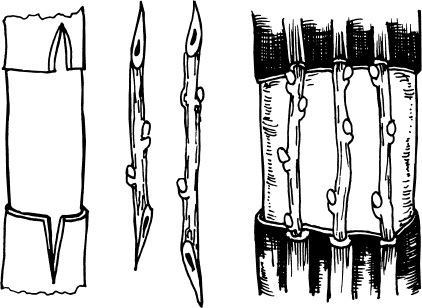 Иллюстрация к книге — Большая энциклопедия виноградаря [_85.jpg]