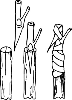 Иллюстрация к книге — Большая энциклопедия виноградаря [_89.jpg]