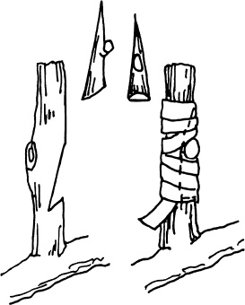 Иллюстрация к книге — Большая энциклопедия виноградаря [_91.jpg]