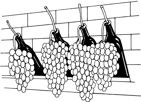 Иллюстрация к книге — Большая энциклопедия виноградаря [_99.jpg]