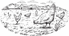 Иллюстрация к книге — Птицеводство для начинающих. Полный справочник [_01.jpg]