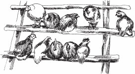 Иллюстрация к книге — Птицеводство для начинающих. Полный справочник [_02.jpg]