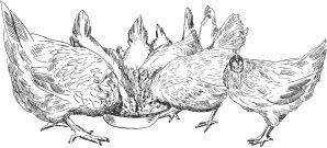 Иллюстрация к книге — Птицеводство для начинающих. Полный справочник [_14.jpg]