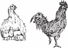 Иллюстрация к книге — Птицеводство для начинающих. Полный справочник [_15.jpg]