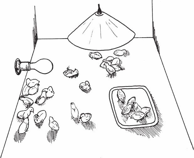 Иллюстрация к книге — Птицеводство для начинающих. Полный справочник [_19.jpg]