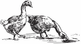 Иллюстрация к книге — Птицеводство для начинающих. Полный справочник [_20.jpg]