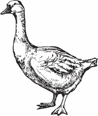 Иллюстрация к книге — Птицеводство для начинающих. Полный справочник [_22.jpg]