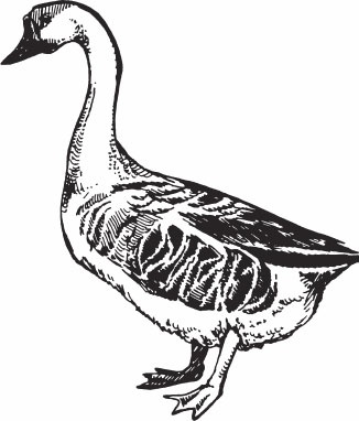 Иллюстрация к книге — Птицеводство для начинающих. Полный справочник [_23.jpg]