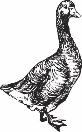 Иллюстрация к книге — Птицеводство для начинающих. Полный справочник [_24.jpg]