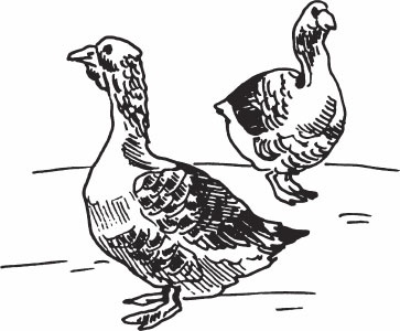 Иллюстрация к книге — Птицеводство для начинающих. Полный справочник [_26.jpg]