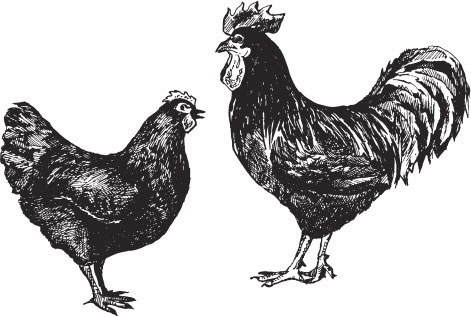 Иллюстрация к книге — Птицеводство для начинающих. Полный справочник [_30.jpg]