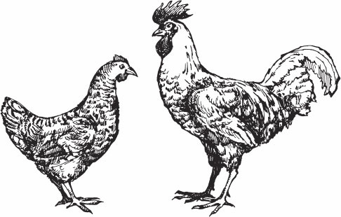 Иллюстрация к книге — Птицеводство для начинающих. Полный справочник [_32.jpg]