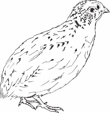 Иллюстрация к книге — Птицеводство для начинающих. Полный справочник [_36.jpg]