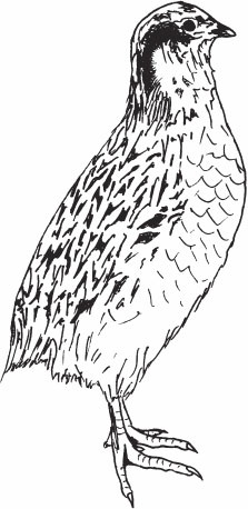 Иллюстрация к книге — Птицеводство для начинающих. Полный справочник [_38.jpg]