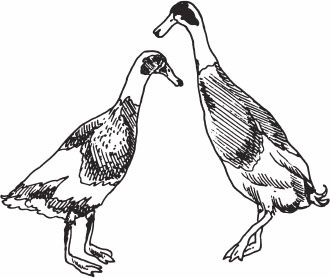 Иллюстрация к книге — Птицеводство для начинающих. Полный справочник [_41.jpg]