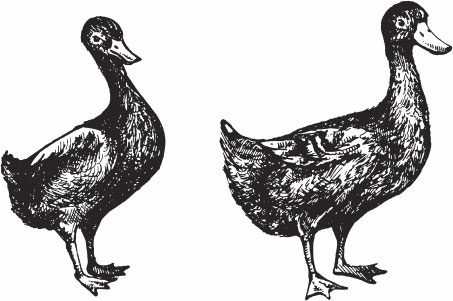 Иллюстрация к книге — Птицеводство для начинающих. Полный справочник [_44.jpg]