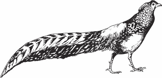 Иллюстрация к книге — Птицеводство для начинающих. Полный справочник [_46.jpg]