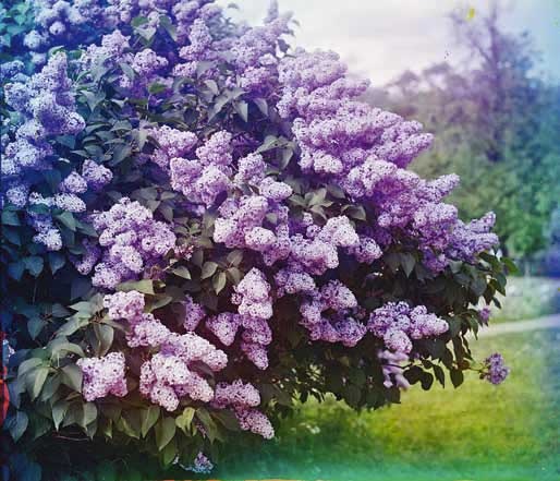 Иллюстрация к книге — Великие умы России. Том 3. Сергей Прокудин-Горский [i_049.jpg]