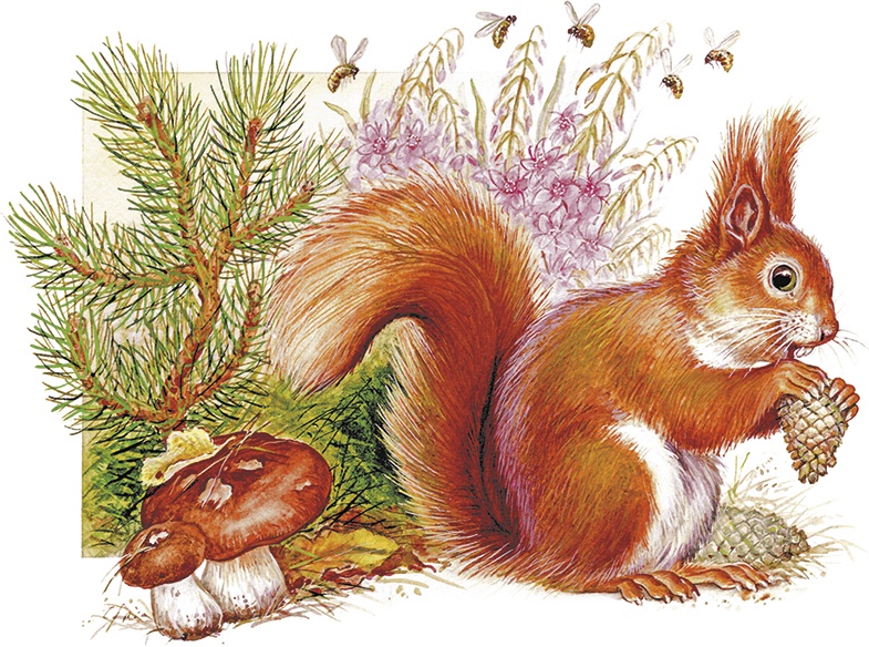 Иллюстрация к книге — Сказки о природе [i_033.jpg]