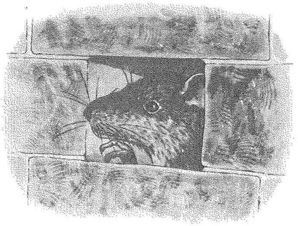 Иллюстрация к книге — Фантастический мистер Фокс [i_028.jpg]