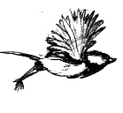 Иллюстрация к книге — Парящий тигр [i_046.jpg]