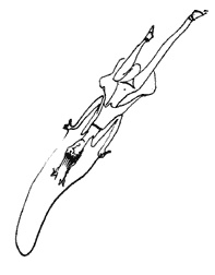 Иллюстрация к книге — Очень. Петербургские сказки [pic_49.jpg]