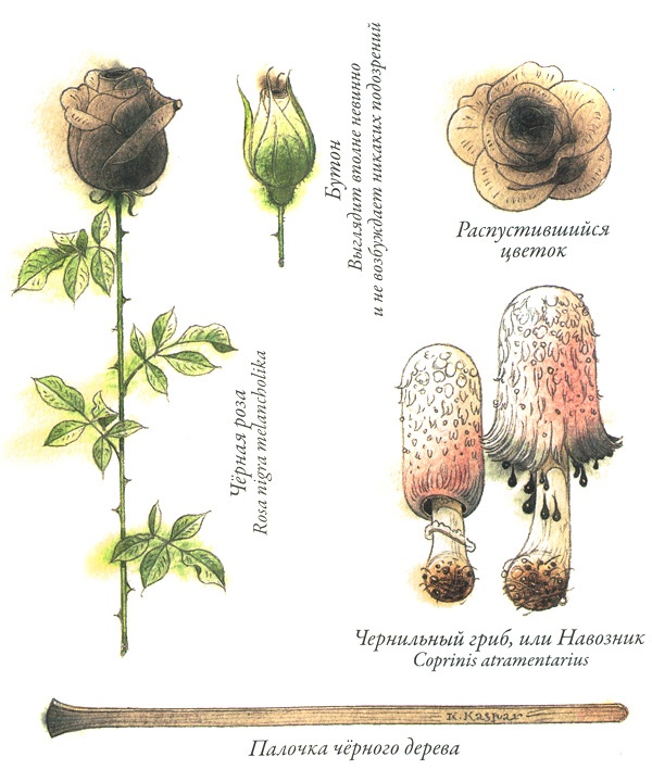 Иллюстрация к книге — Садовник Флоренций [i_028.jpg]