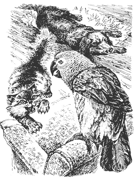 Иллюстрация к книге — Гарри и попугай [i_008.jpg]