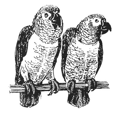 Иллюстрация к книге — Гарри и попугай [i_014.jpg]