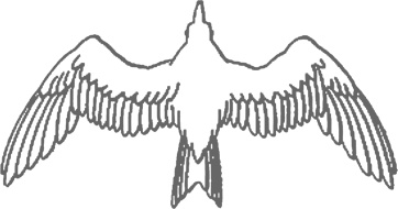 Иллюстрация к книге — Братья Райт. Люди, которые научили мир летать [i_002.jpg]