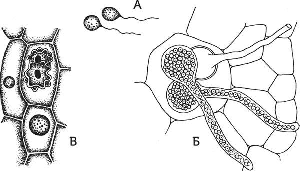 Иллюстрация к книге — Нескучная биология [_104.jpg]