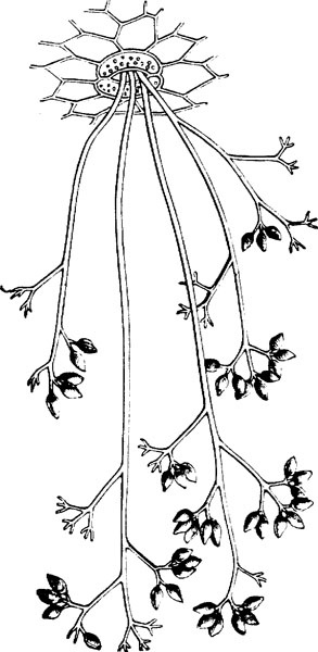 Иллюстрация к книге — Нескучная биология [_105.jpg]