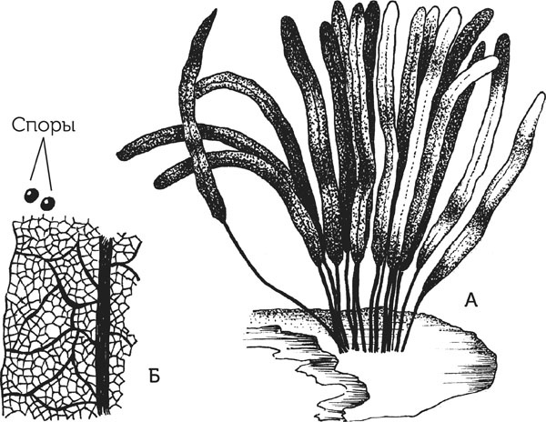 Иллюстрация к книге — Нескучная биология [_107.jpg]