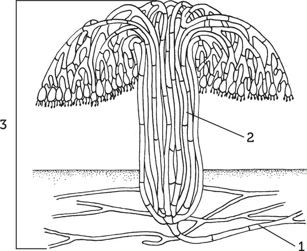 Иллюстрация к книге — Нескучная биология [_109.jpg]