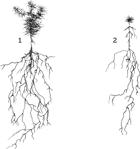 Иллюстрация к книге — Нескучная биология [_113.jpg]