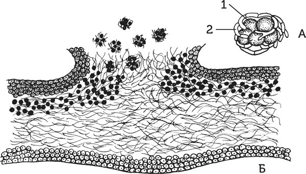 Иллюстрация к книге — Нескучная биология [_117.jpg]