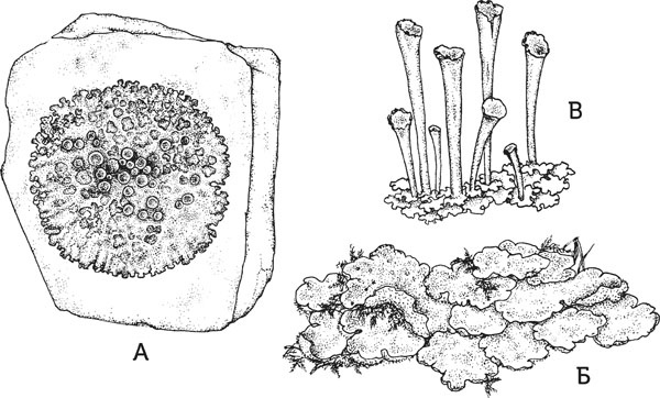 Иллюстрация к книге — Нескучная биология [_118.jpg]
