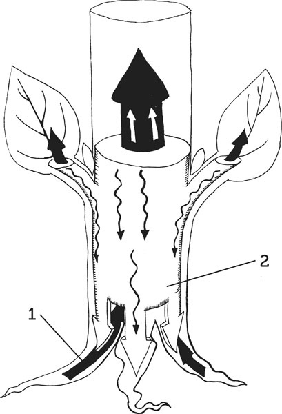 Иллюстрация к книге — Нескучная биология [_125.jpg]