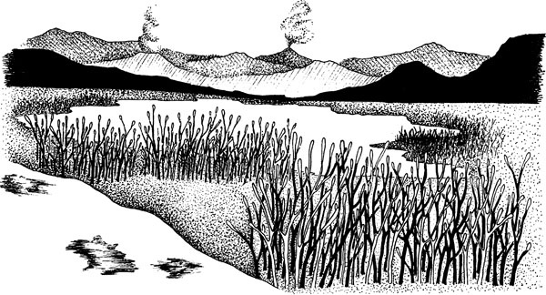 Иллюстрация к книге — Нескучная биология [_1272.jpg]