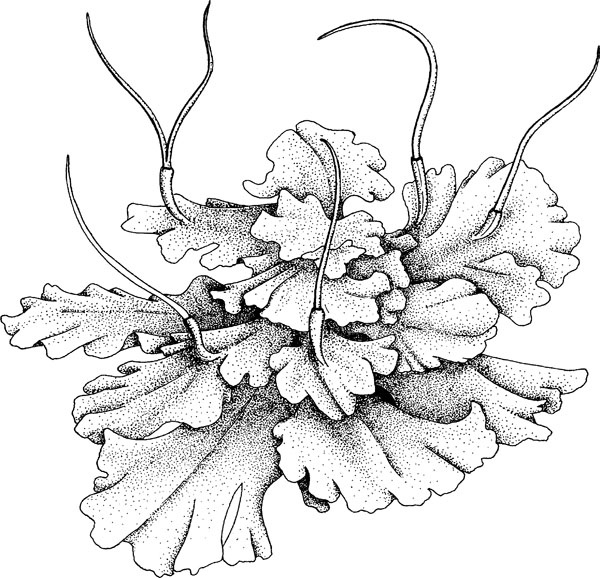 Иллюстрация к книге — Нескучная биология [_1282.jpg]