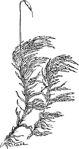 Иллюстрация к книге — Нескучная биология [_1293.jpg]