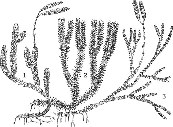 Иллюстрация к книге — Нескучная биология [_130.jpg]